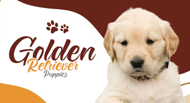 Golden-retriever