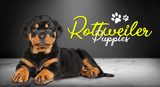 Rottweiler