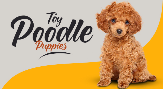 Toy Poodle for Sale