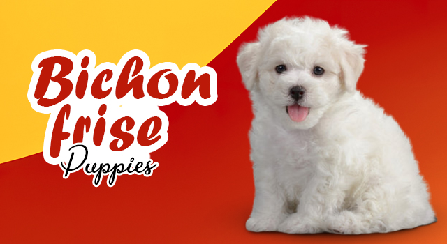 bichon-frise