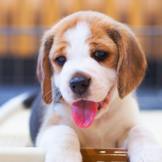 Beagle puppies for sale in Delhi