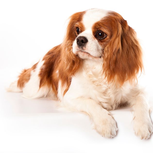 Cavalier King Charles puppies for sale in Delhi