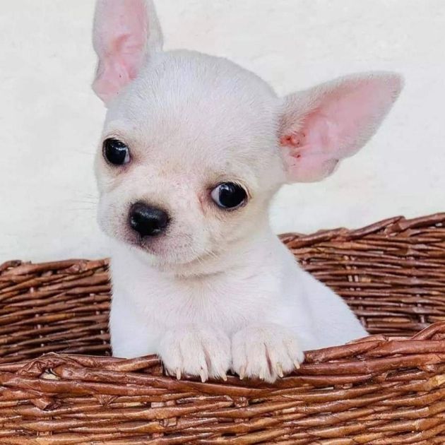 Chihuahua puppies for sale in Delhi