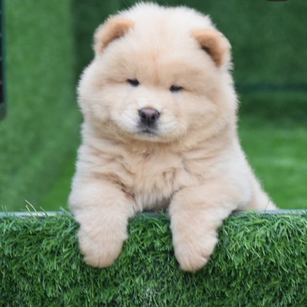 Chow Chow puppies for sale in Delhi