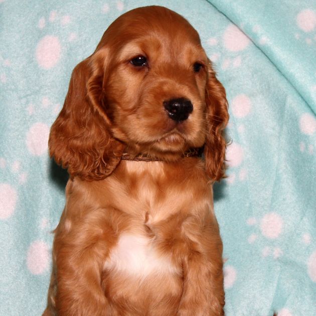 Cocker Spaniel puppies for sale in Delhi