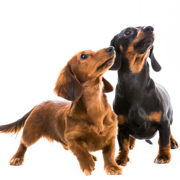 Dachshund puppies for sale in Delhi