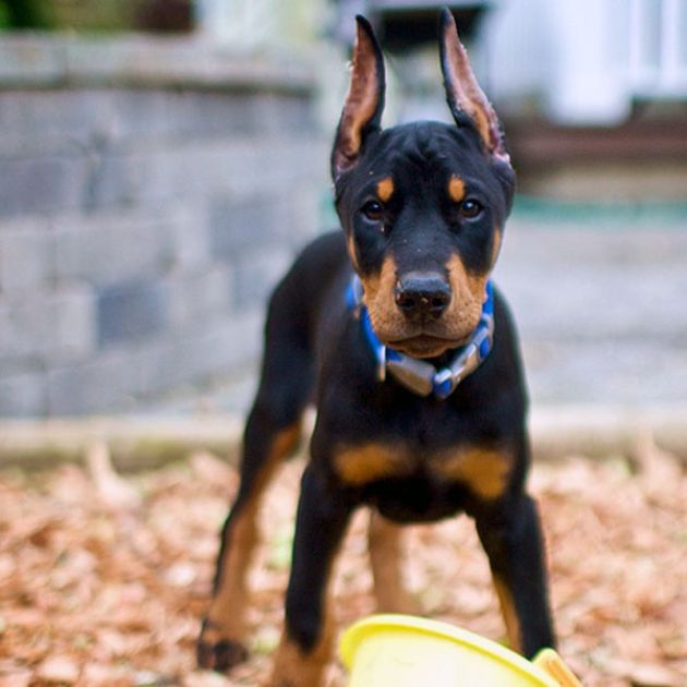 Doberman puppies for sale in Delhi