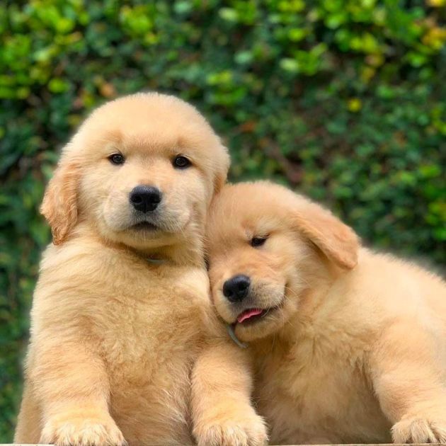 Golden Retriever puppies for sale in Delhi