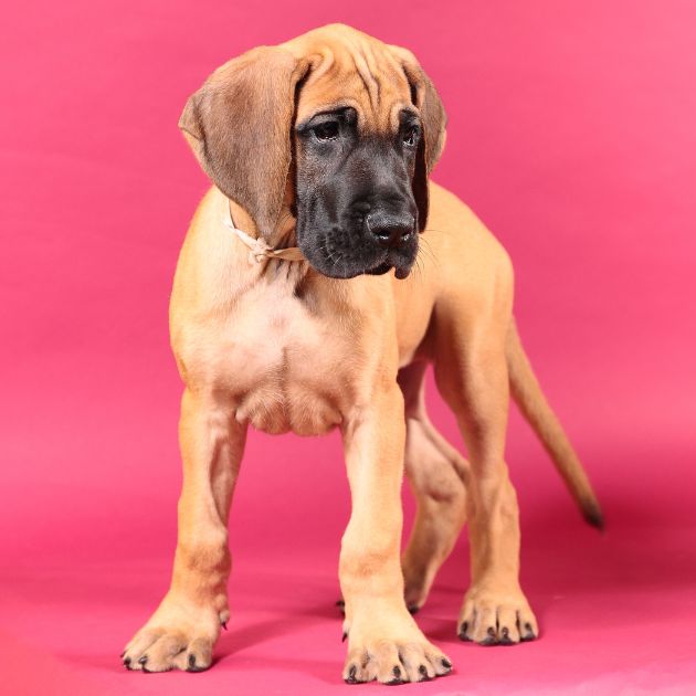 Great Dane puppies for sale in Delhi