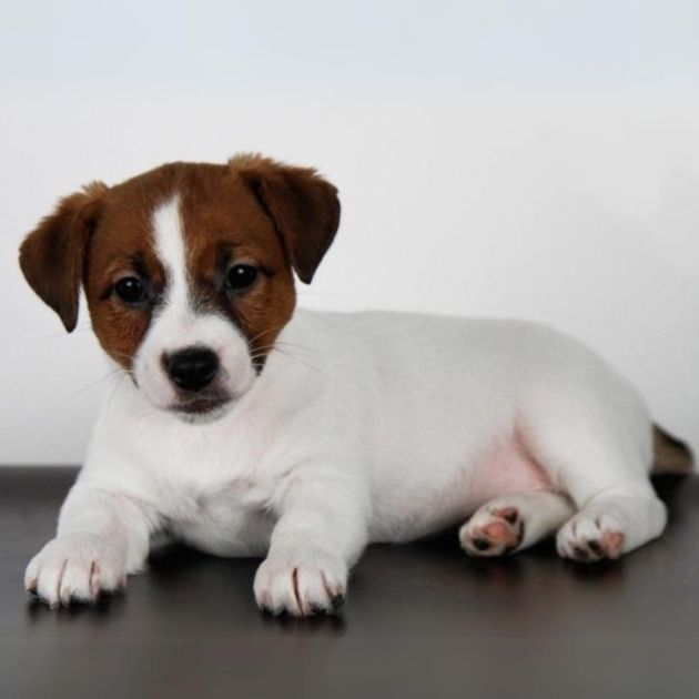Jack Rusell puppies for sale in Delhi