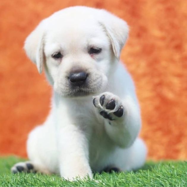 Labrador Retriever puppies for sale in Delhi
