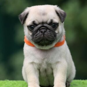 Pug puppies for sale in Delhi