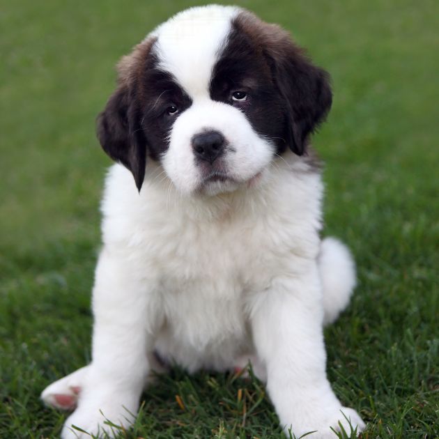 Saint Bernard puppies for sale in Delhi