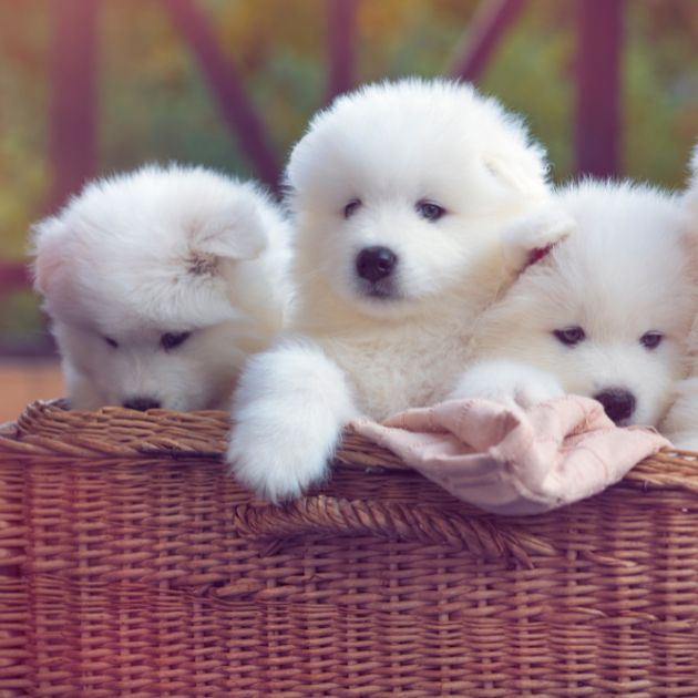 Samoyed puppies for sale in Delhi