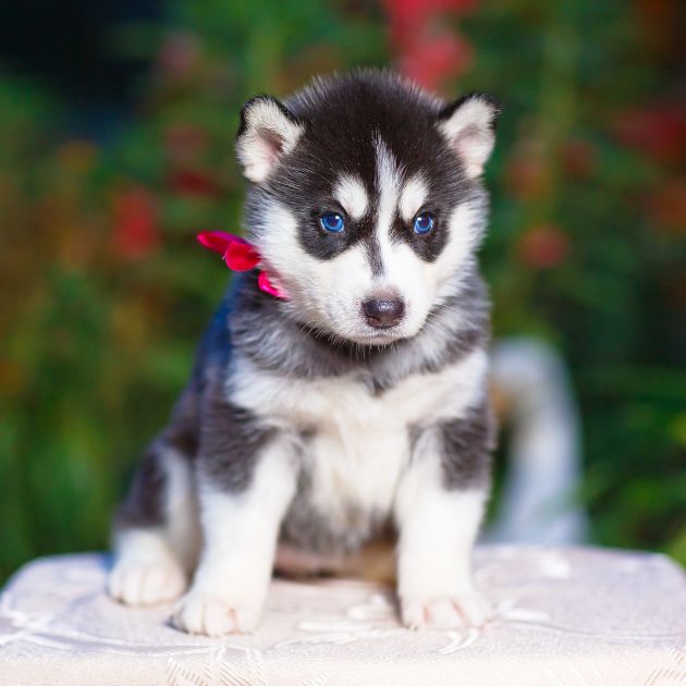 Seberian Husky puppies for sale in Delhi