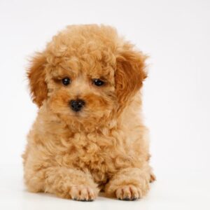 Toy Poodle puppies for sale in Delhi