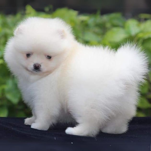 Toy pom puppies for sale in Delhi