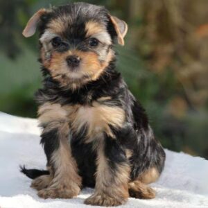 Yorkshire Terrier puppies for sale in Delhi